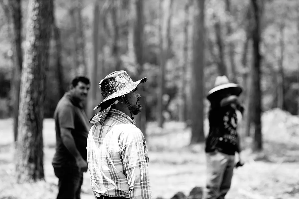 Forest scene img6